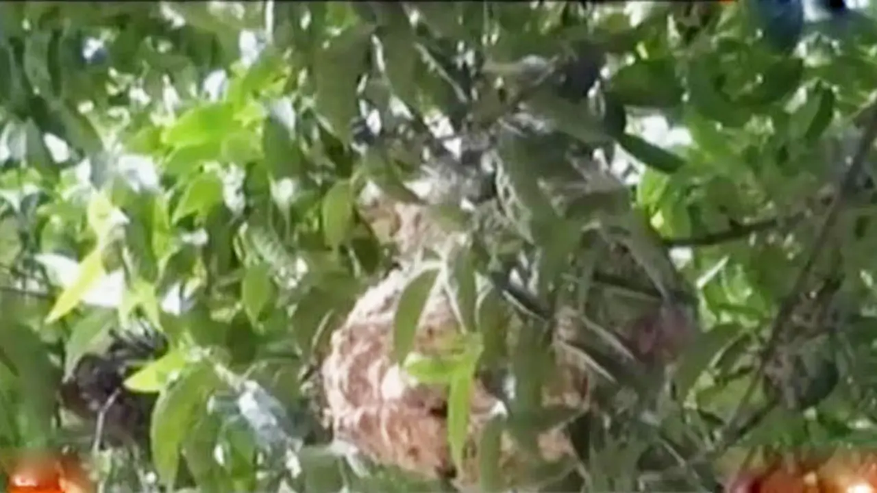 VIDEO: 15 Petugas Pemadam Evakuasi Sarang Tawon Liar di Pohon