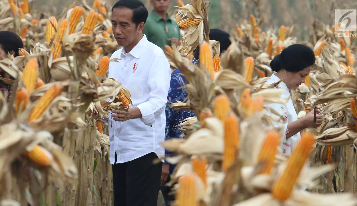 Presiden Jokowi didampingi Ibu Negara Iriana memanen jagung bersama petani saat panen raya jagung di Perhutanan Sosial, Ngimbang, Tuban, Jawa Timur, Jumat (9/3). Kegiatan ini merupakan rangkaian kunjungan kerja di Jawa Timur. (Liputan6.com/Angga Yuniar)