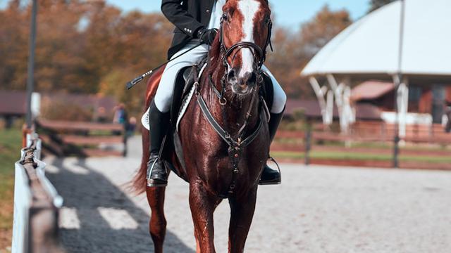 Ilustrasi: Menunggang kuda