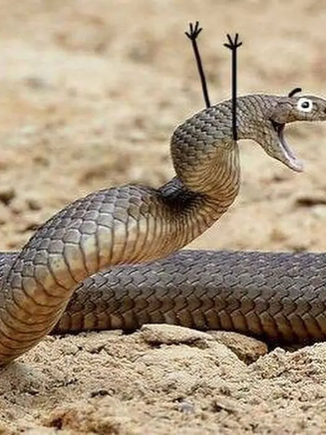6 Editan Foto Ular Ekspresi Kaget Ini Absurd, Gagal Tampak Seram