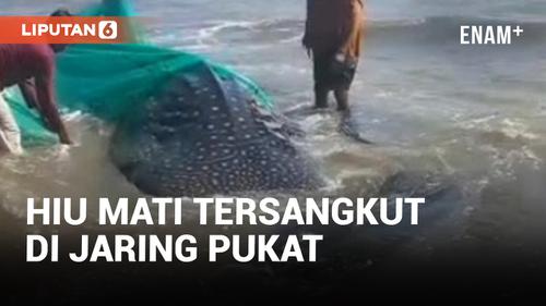 VIDEO: Geger! Hiu 2 Ton Nyangkut di Jaring Pukat Nelayan