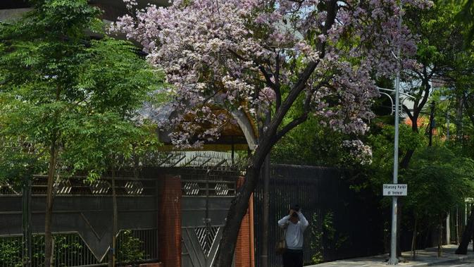 Bunga tabebuya di Surabaya (foto: Twitter/@BanggaSurabaya)