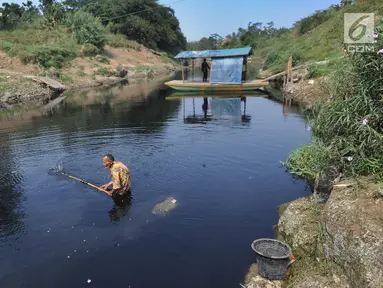 Warga mencari ikan di aliran Sungai Cileungsi yang berwarna hitam pekat di kawasan Bojong Kulur, Gunung Putri, Kabupaten Bogor, Jawa Barat, Selasa (23/7/2019). Air Sungai Cileungsi berubah warna menjadi hitam diduga akibat pencemaran limbah pabrik di kawasan tersebut. (merdeka.com/Arie Basuki)