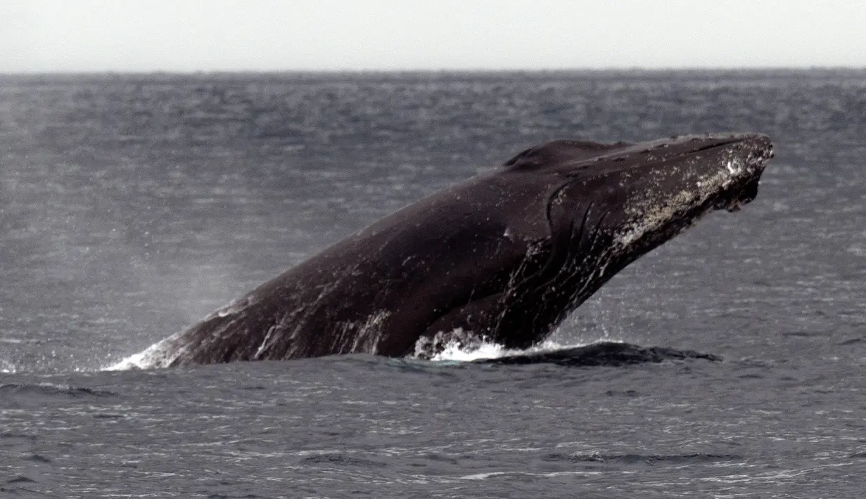 Wisatawan melihat paus bungkuk (Megaptera novaeangliae) yang muncul ke permukaan perairan Samudra Pasifik di Pulau Contadora, Panama, pada tanggal 24 September 2023. (Luis ACOSTA/AFP)
