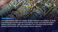 Tak Terkira, Potensi Benih Lobster di Laut Indonesia Bisa Capai 20 Miliar Ekor Setahun