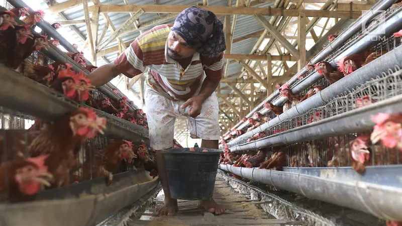 Peternak di Depok Ungkap Penyebab Tingginya Harga Telur Ayam