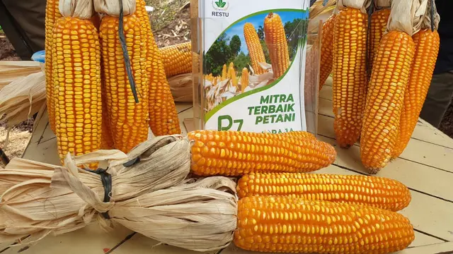 Meskipun terbilang pemain baru di kalangan pembibitan jagung hibrida nasional, namun kehadiran bibit R7 atau Jagung Raja mampu memberikan alternatif menjanjikan bagi petani. (Liputan6.com/Jayadi Supriadin)