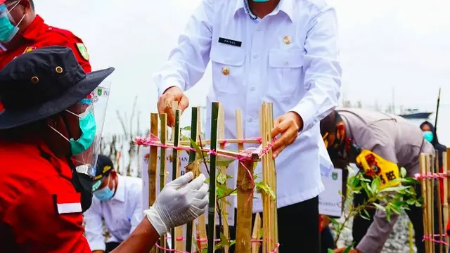 Penanaman bibit mangrove di salah satu pantai Kota Dumai, beberapa waktu lalu.