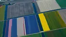 Warna-warni ladang bunga tulip De Keukenhof di Lisse, Belanda, Jumat (20/4). Terdapat tujuh juta tulip di ladang De Keukenhof. (AP Photo / Peter Dejong)