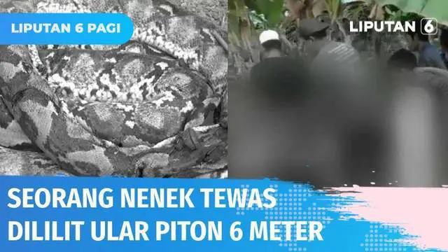 VIDEO: Ngeri! Nenek 90 Tahun Tewas Dililit Ular Piton Sepanjang 6 Meter