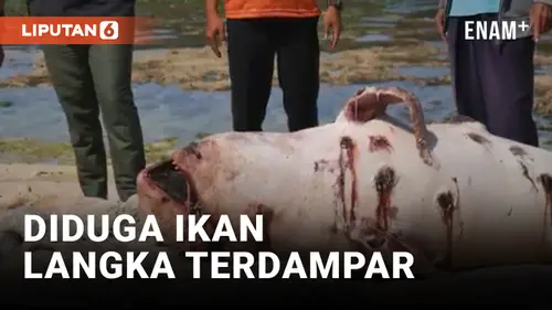 VIDEO: Diduga Ikan Langka Terdampar di Gunung Kidul