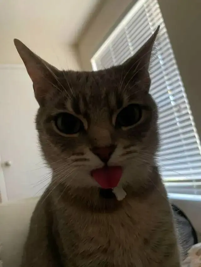 7 Potret Lucu Kucing saat Julurkan Lidahnya Ini Gemas Banget