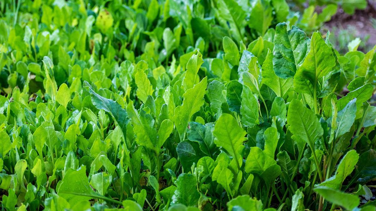 7 Manfaat Daun Sambung Nyawa yang Jarang Diketahui untuk Kesehatan