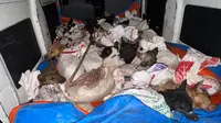 Kronologi Penangkapan Penyelundup 35 Ekor Anjing untuk Konsumsi di Banyumas