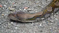 Kepala ular piton raksasa, di Pejagoan, Kebumen. (Foto: Liputan6.com/Muhamad Ridlo)