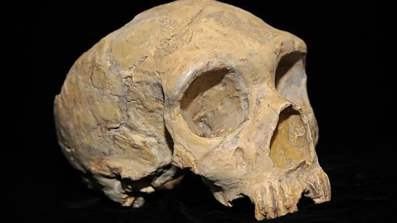 Tengkorak Neanderthal