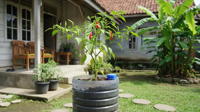 Rekomendasi Tanaman Sayur dan Buah yang Cocok Ditanam di Galon Bekas Model Cabai