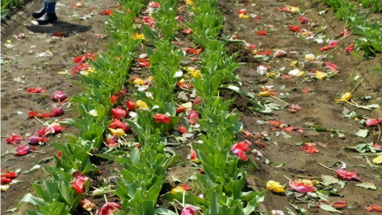 Warga Langgar Karantina Datangi Festival Bunga, 800 Ribu Tulip Dihancurkan Pemerintah Jepang