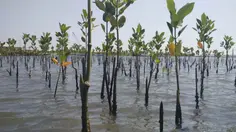 Pemprov Kaltim Tanam 2.200 Mangrove untuk Pulihkan Pesisir