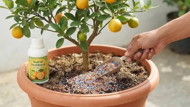 Cara Membuat Pohon Jeruk dalam Pot Cepat Berbuah dan Buahnya Lebih Lebat