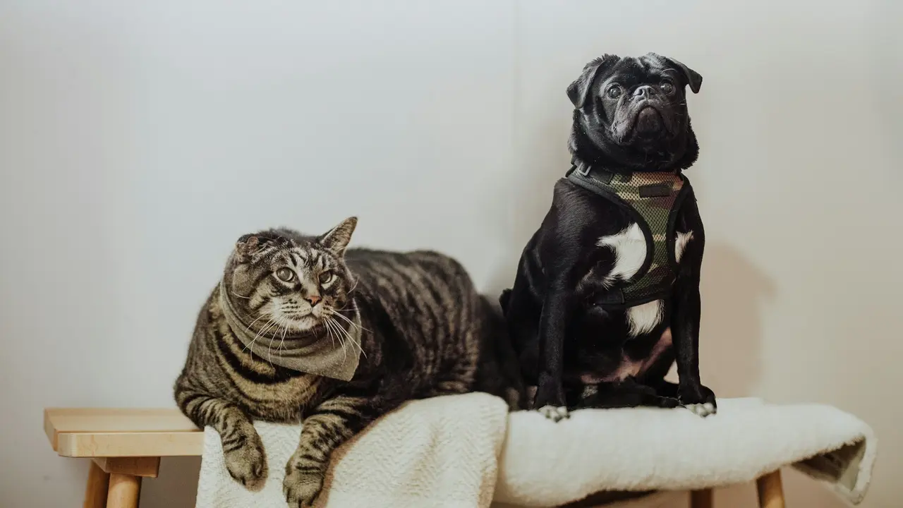 Dog and Cat