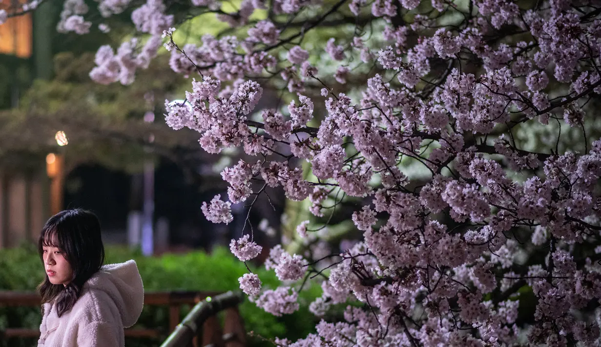 Seorang wanita berpose di samping bunga sakura yang bermekaran saat malam hari di Taman Inokashira di Tokyo, Jepang (29/3/2022). (AFP/Philip Fong)
