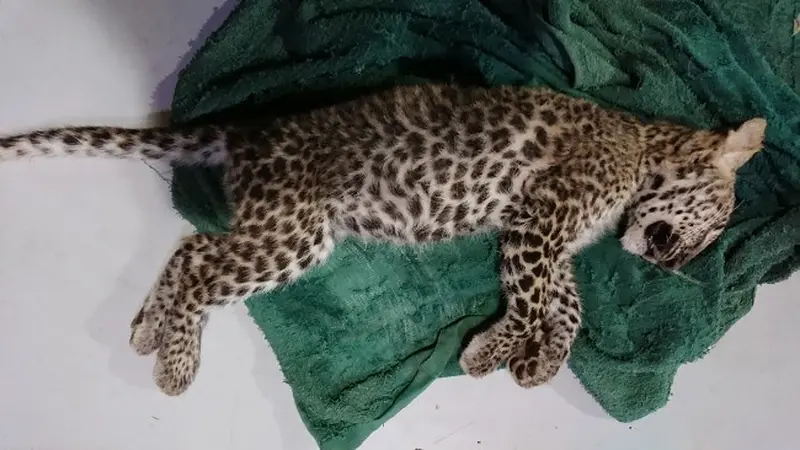 Bayi leopard atau macan dahan yang disita Polda Riau dari sindikat perdagangan satwa dilindungi mati di Kebun Binatang Kasang Kulim.