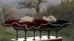 Jamur Truffle ditampilkan sebelum lelang internasional di Istana Grinzane, Italia, Minggu (13/11). Penampilannya memang tidak menarik, tetapi truffle tercatat sebagai jamur termahal di dunia saat ini. (REUTERS/Stefano Rellandini)