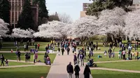 Orang-orang menikmati bunga sakura pada hari pertama musim semi di kampus Universitas Washington, Seattle, Selasa (20/3). Setiap tahun ketika pohon sakura Yoshino di ibu kota AS ini bermekaran, banyak wisatawan yang ikut merayakan. (AP/Elaine Thompson)