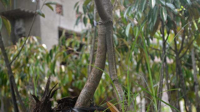Durian Sarakapita atau teknik okulasi bibit durian berkaki tiga dikembangkan petani Alasmalang untuk mempercepat pertumbuhan dan meningkatkan produktivitas durian. (Foto: Liputan6.com/Muhamad Ridlo)