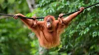 Orangutan bernama Elaine berayun pada tali saat dilepasliarkan di Cagar Alam Hutan Pinus Jantho, Aceh Besar, Selasa (18/6/2019). Balai Konservasi Sumber Daya Alam (BKSDA) Aceh melepasliarkan dua orangutan Sumatera bernama Keupok Rere dan Elaine. (CHAIDEER MAHYUDDIN/AFP)