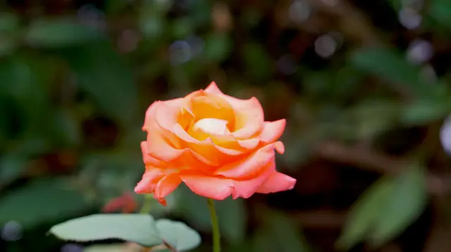 7 Tanaman Mawar dengan Bunga Warna Orange, Pilihan Mempercantik Taman