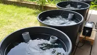 Tips Budidaya Lobster Air Tawar di Ember: Panduan Lengkap untuk Pemula yang Menguntungkan