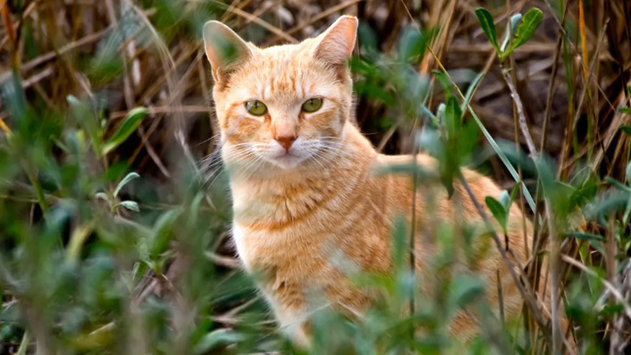 Melacak Kucing Liar Melalui Satelit