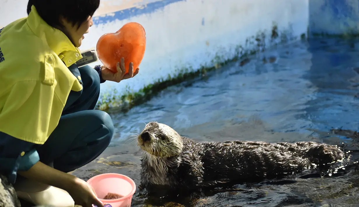 Petugas memberikan berang-berang bernama Yutan makanan yang dibekukan berbentuk hati di Hakkeijima Sea Paradise, Yokohama, Tokyo, Sabtu (11/2). Pemberian makanan berbentuk hati untuk menyambut perayaan Valentine. (AFP PHOTO / KAZUHIRO Nogi)