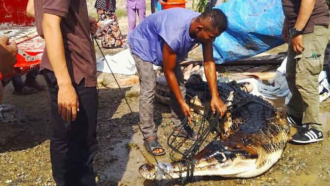 Warga Desa Sontang, Rokan Hulu, berhasil menangkap buaya yang memangsa anak kecil di depan ibunya. (Liputan6.com/ M Syukur).