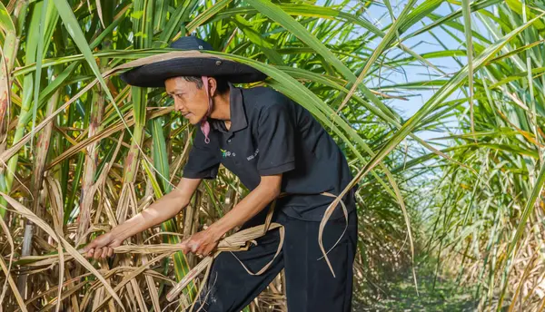 Skandal Bre-X, Penipuan Tambang Emas Terbesar Dunia dari Busang ...