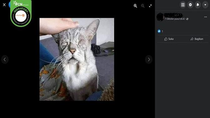 Gambar Tangkapan Layar Foto Kucing yang Diklaim Berusia 30 Tahun (sumber: Facebook).