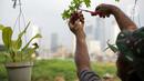 Petani memanen anggur di bantaran Kali Ciliwung, Petamburan, Jakarta Pusat, Senin (24/5/2021). Kelompok Mandiri Indah Tani sudah enam tahun memanfaatkan lahan bantaran Kali Ciliwung untuk bertani bersama. (Liputan6.com/Faizal Fanani)