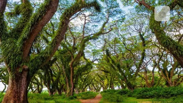 banyuwangi