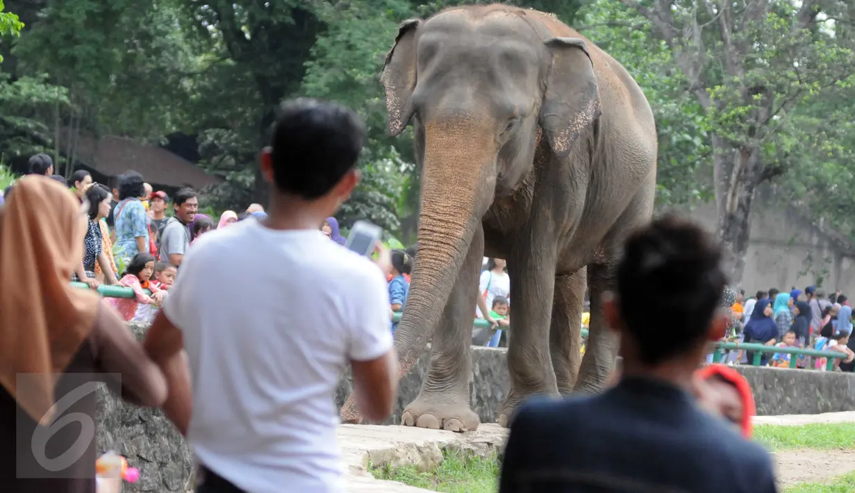 Warga melihat gajah di Kebun Binatang Ragunan, Jakarta, Minggu (27/12/2015). Ragunan masih menjadi tempat favorit untuk rekreasi bagi warga ibukota dan sekitarnya. (Liputan6.com/Helmi Afandi)