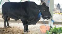 Presiden Joko Widodo (Jokowi) berkurban 3 ekor sapi di kampung halaman, Solo pada momen Hari Raya Iduladha 1444 H/2023. Salah satunya bernama Benowo.