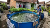 12 Strategi Menambah Populasi Lele Tanpa Memperbesar Ukuran Kolam di Rumah