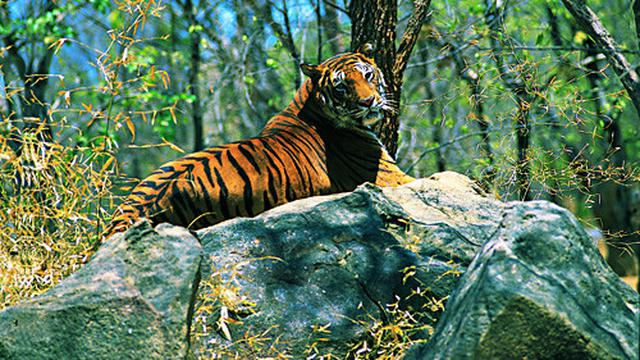 Wayanad Wildlife Sanctuary