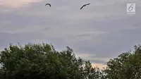 Burung bangau terbang di atas hutan bakau, pesisir Kamal Muara, Penjaringan, Jakarta, Rabu (21/3). Dari total hutan bakau itu, 30 persen diantaranya masih harus direhabilitasi guna mencegah terjadinya erosi atau banjir rob. (Merdeka.com/ Iqbal S. Nugroho)