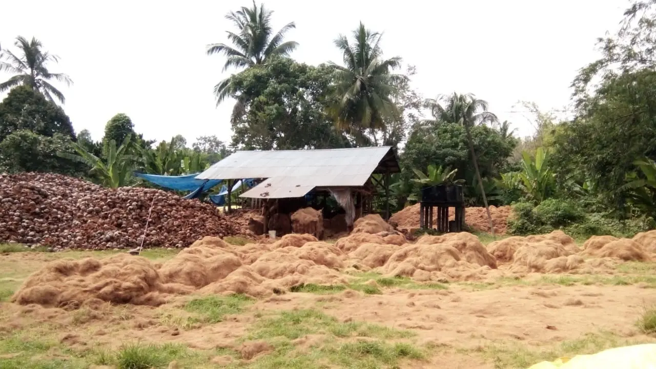 Risih Dengan Limbah Kelapa, Suryadi Sulap Sabut Kelapa Jadi Cocopeat