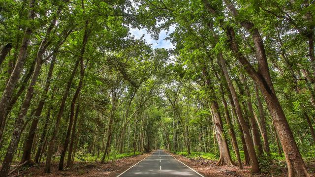 Taman Nasional Alas Purwo Banyuwangi (Istimewa)