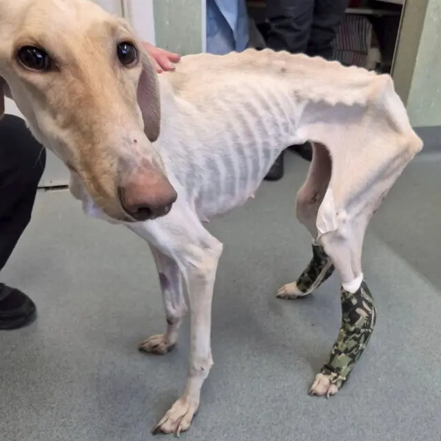 Kisah Anjing Kurus di Pedesaan Ini Bikin Pilu, Ditemukan Banyak Luka di Tubuhnya