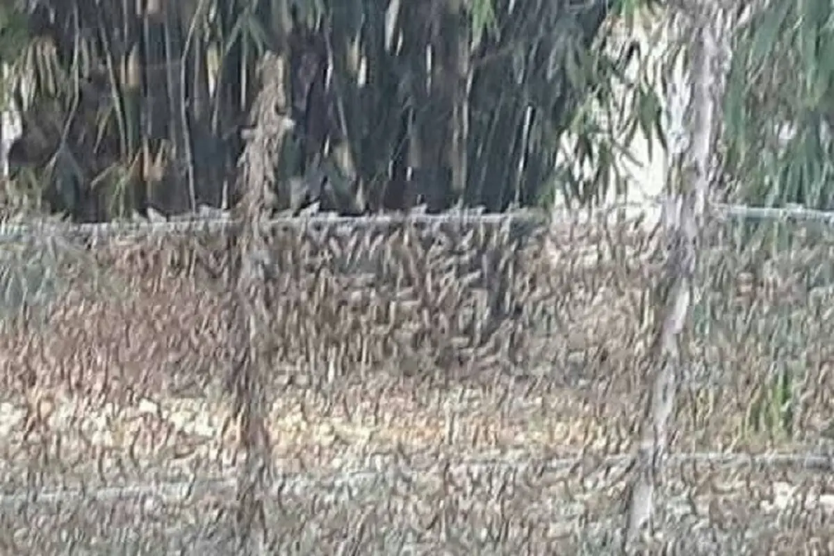 Serangan Belalang Kembara