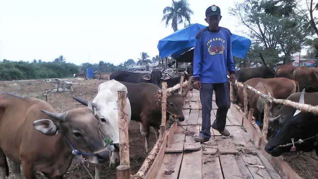 17 Tahun Berlalu, Virus Jembrana Kembali Mewabah di Sumsel